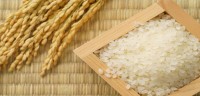 Japan Rice News