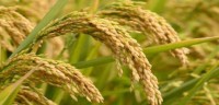 BGD Hybrid Rice