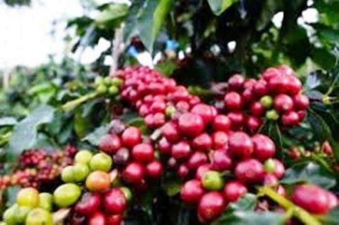 coffee