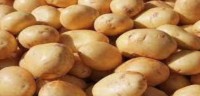 Potato